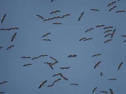 A mediados de verano, miles de cigüeñas de Europa Occidental vuelan los cielos del estrecho de Gibraltar a la espera de los vientos que las lleven a África
