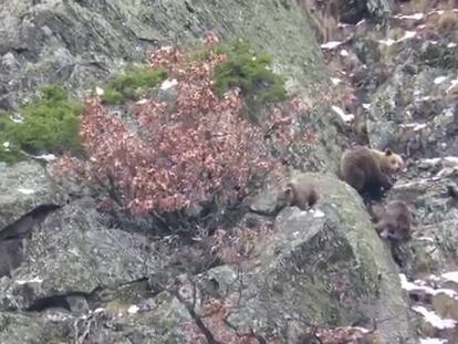 Una osa con sus tres crías, el pasado mes de enero en los Pirineos.