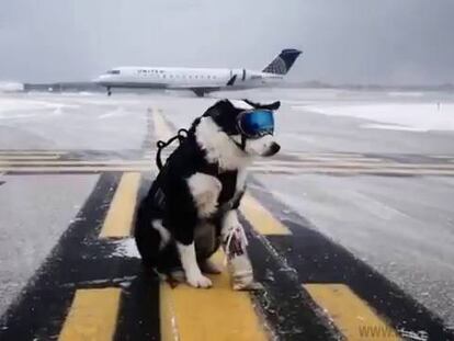 Un perro para vigilar el aeropuerto