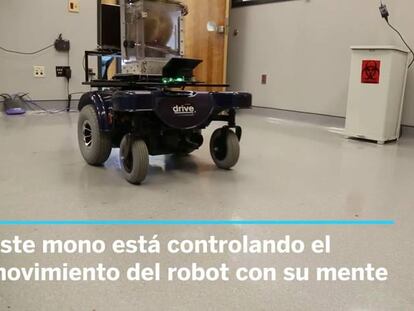 Estos monos mueven sillas de ruedas con su mente