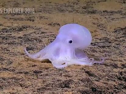 Casper, ¿una nueva especie de pulpo?