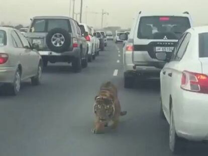Un tigre, entre varios coches en un atasco en Doha, Catar.