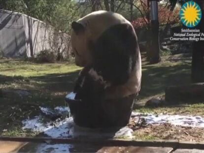 El panda gigante Tian Tian, durante su baño.