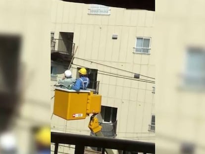 El chimpancé ChaCha defiende su libertad hasta el final