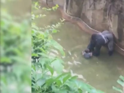 El gorila del zoológico de Cincinnati, agarrando por el pie al niño.