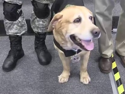 Se retira perro policía