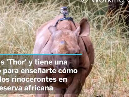 Thor, el rinoceronte con GoPro
