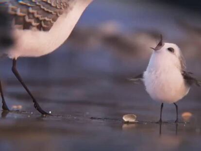 Así es ‘Piper’, el protagonista del nuevo corto de Pixar