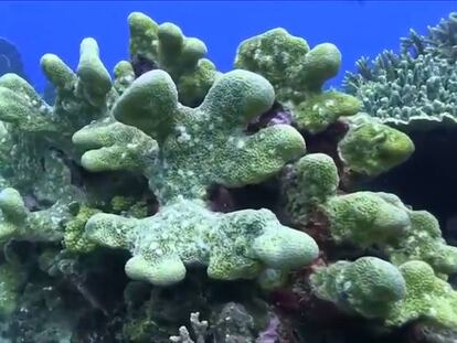 Una nueva esperanza para los arrecifes de coral