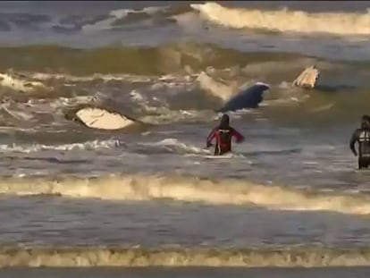 La ballena, en el momento de su liberación.