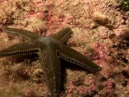 Una estrella de mar en el fondo marino, de noche.