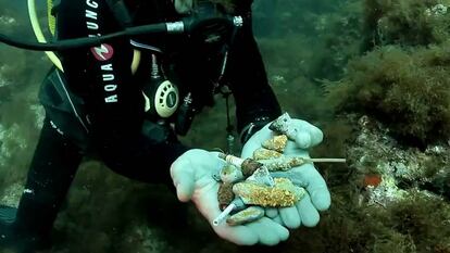 Un submarinista muestra varias bujías que un pulpo ha acumulado en su nido.