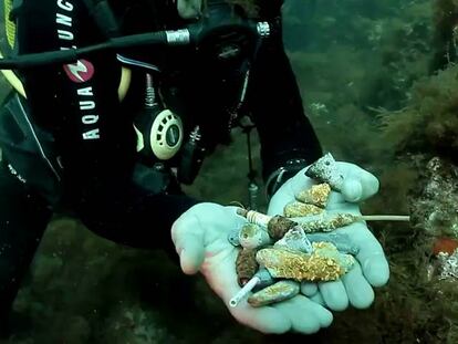 Un submarinista muestra varias bujías que un pulpo ha acumulado en su nido.