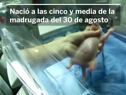 Nace una osa panda en el Zoo de Madrid