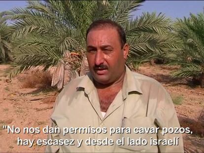 La escasez de agua pone en peligro los dátiles palestinos