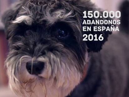 #Echaunapata la campaña que revoluciona las redes para ayudar a mascotas abandonadas