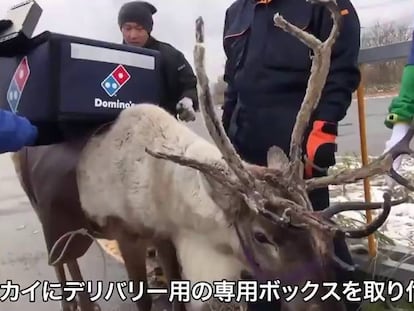 Una pizzería entrena a renos para los repartos a domicilio en Japón
