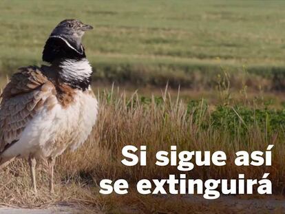 El sisón común, un ave habitual para nuestros abuelos que nuestros hijos pueden no ver