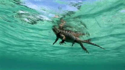 Una iguana nadando en el mar.