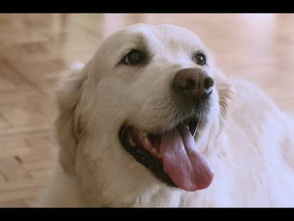 "¿Por qué te comes a un cerdo y no a tu perro?"