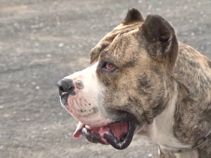 Entrenamiento de un prerro de presa canario.