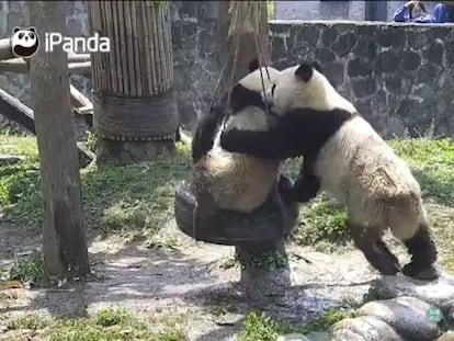 Dos pandas juegan en un columpio en China.