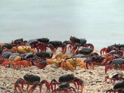 La masiva migración de cangrejos a Bahía de Cochinos