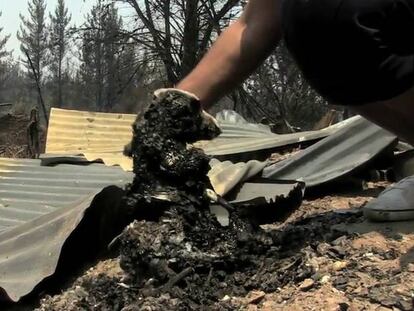 Los bosques de fuego