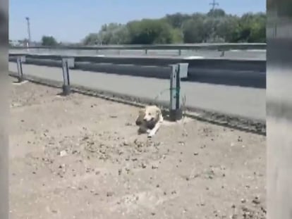 Un perro abandonado, atado a un quitamiedos en Córdoba.