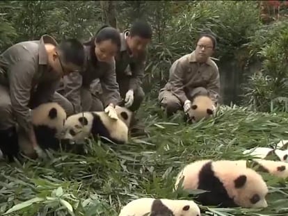 Fotografían juntas a las 36 crías de oso panda que han nacido a lo largo de 2017 en China.