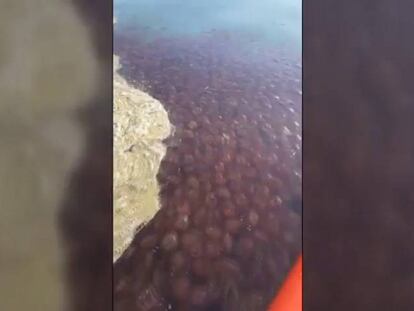 Una plaga de medusas invade las costas de Málaga.