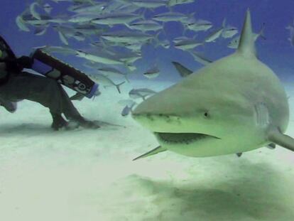 Nadando entre tiburones