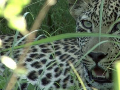 De safari en Sudáfrica