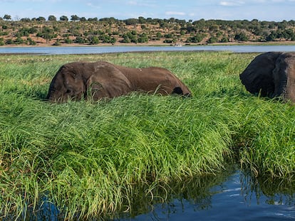 Un elefante en una de las lagunas formadas por el río Okavango, en el noroeste de Botsuana.