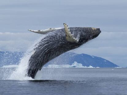 Una ballena jorobada en la bahía de Disko, en Groenlandia.