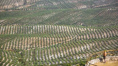 Paisaje de olivares en las cercanías de Úbeda (Jaén).