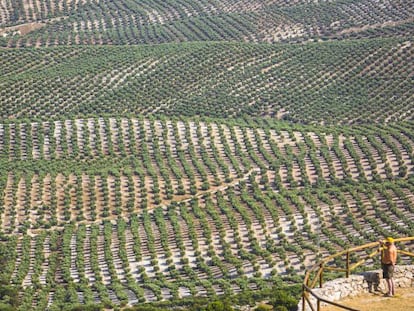 Paisaje de olivares en las cercanías de Úbeda (Jaén).