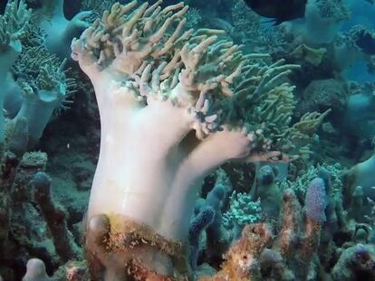 Tiburones y tortugas en la Gran Barrera de Coral