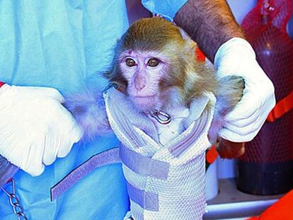 Irán anuncia que ha enviado un mono al espacio con éxito