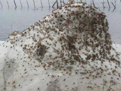 La invasión de las arañas