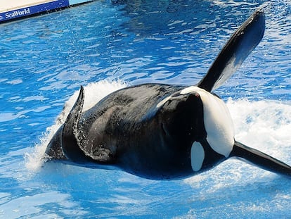 A orca Tilikum, protagonista do filme ‘Blackfish’, em 2010.