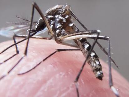 El mosquit 'Aedes aegypti', que transmet el zika.