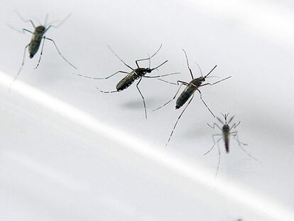El mosquito que provoca el virus del zika PATRICE COPPEE AFP