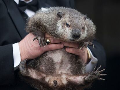 Celebración anual del Día de la Marmota en Punxsutawney.