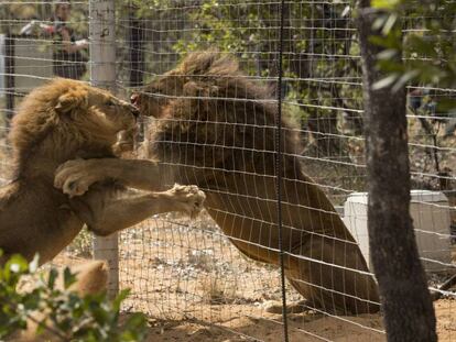 Dos de los leones liberados, en el cercado donde pasarán la cuarentena.