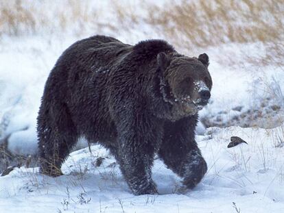 Abatido a tiros el oso Scarface, el animal más famoso de Yellowstone