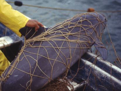 Una vaquita marina atrapada en el Golfo de Califorina.