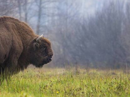 Un bisonte europeo en Bialowieza, en octubre de 2013.