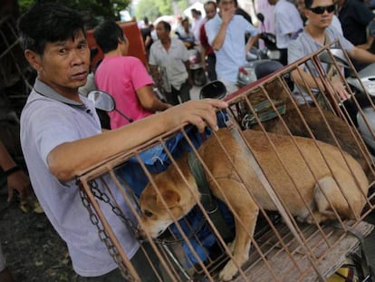 Un vendedor de perros este lunes en la ciudad china de Yulin, en la provincia de Guangxi.