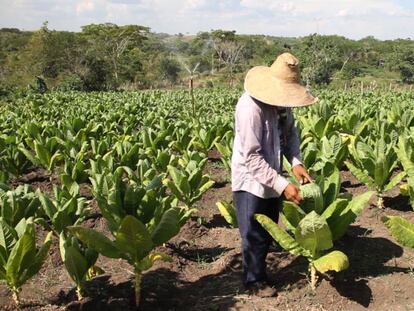 Un campesino de Ovejas, en Montes de María, una zona golpeada por el conflicto.